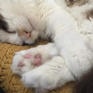 Meet your Posher, Anya